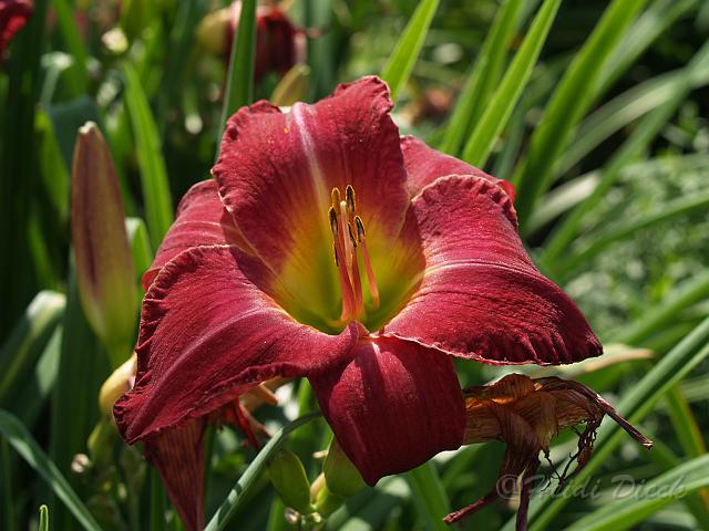 Hemerocallis Silk Mystique2.JPG